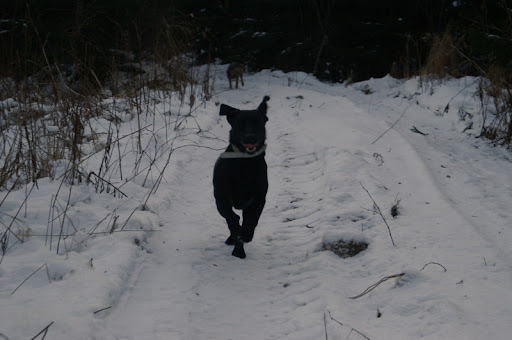 labradorinnoutaja juoksee