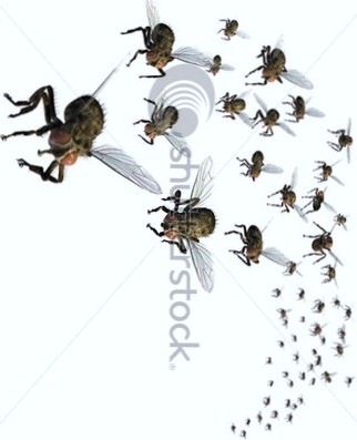 [stock-photo--d-render-of-a-swarm-of-flies-they-re-headed-your-way-12375310 - Copy - Copy[5].jpg]