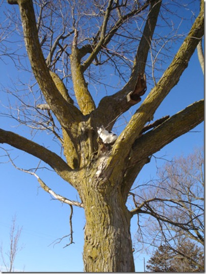 FarmFreddieInTreeFeb05