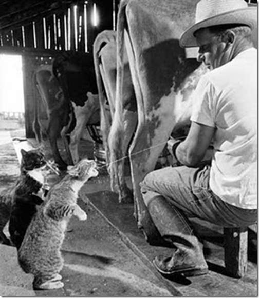 cats-love-milk