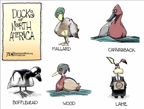 [ducks[3].jpg]