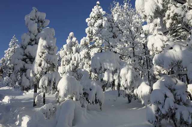 [Heavy-Snow[3].jpg]