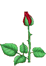 [Rose[11].gif]