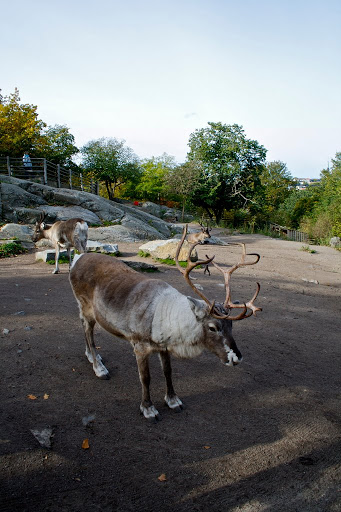 Rentier Rentier ahoi! Gesichtet in Skansen in Stockholm