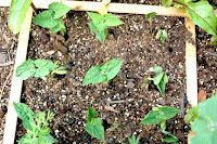 A square of beans coming up
