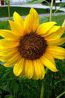 One of our many sunflowers