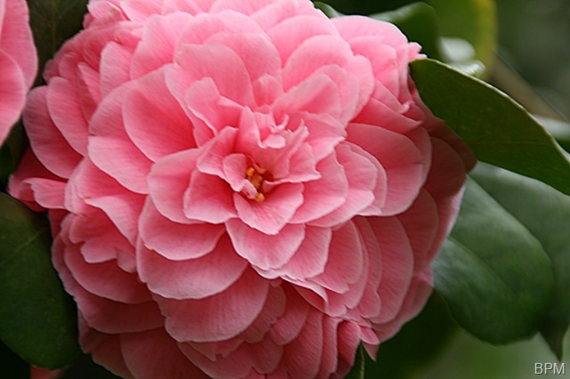 [camelliaA[5].jpg]