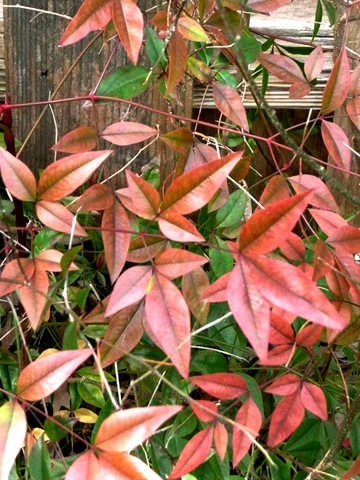 [NandinaLeaves[4].jpg]