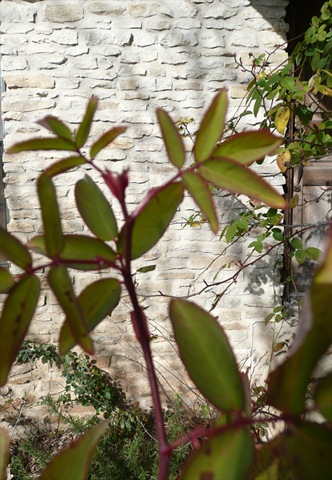 [Rose_new_growth[4].jpg]