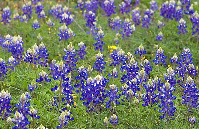 [Bluebonnets[4].jpg]