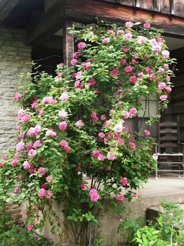 [Roses-in-Front[6].jpg]