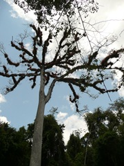 Brommeliads_in_tree
