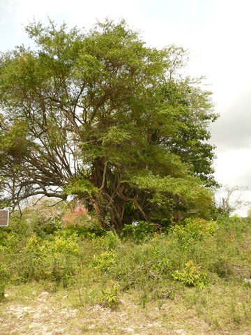 [LogwoodTree[4].jpg]