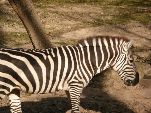 [Zebra_zoo[4].jpg]