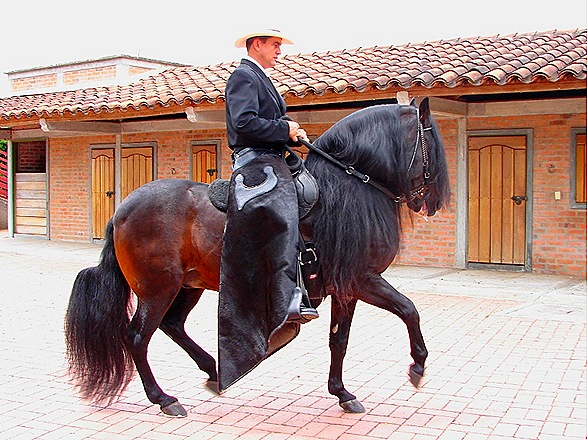 [caballobonito10.jpg]