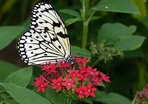 Spotting Image 1