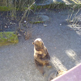 Bears In Bern