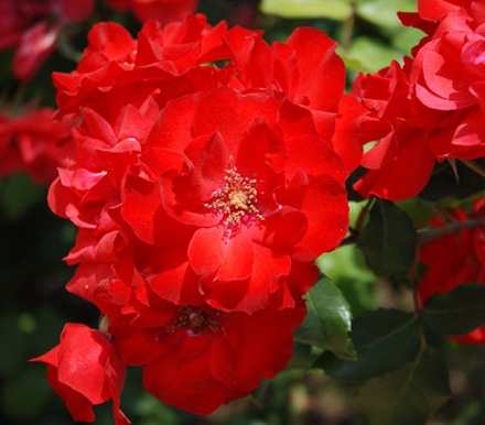 rose1 rose1