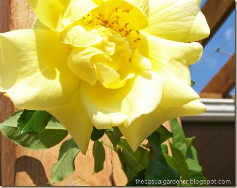 Yellow Rose: garden season
