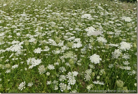 A field of Queen Anne's Lace in Illinois.         