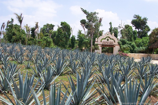 [Mexico Agave Grouping[8].jpg]