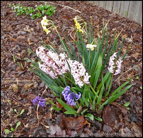 Daffodil and Hyacinths  in Shawna's spring garden.  