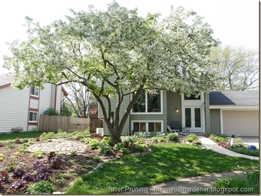 Shawna's Crabapple Tree; pruned        