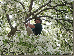 Tree Pruning