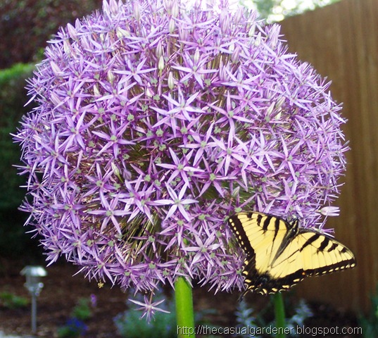 [Allium and Butterfly[9].jpg]
