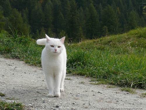 [White Cat[16].jpg]