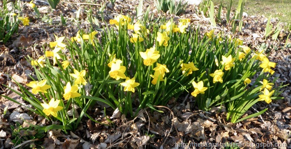 [Daffodils in Spring[11].jpg]