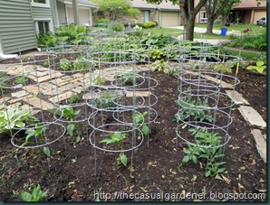 Texas Tomato Cages in Shawna's Front Lawn     