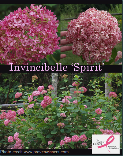 Invincibelle Spirit Breast Cancer Research Donation flower