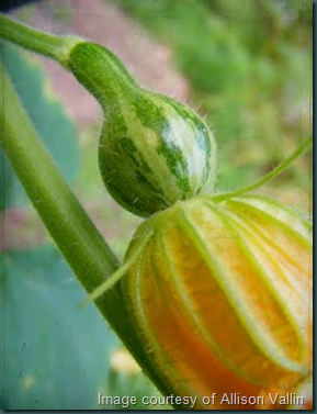 edible gardens