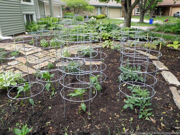 [Texas Tomato Cages in Front Lawn[5].jpg]