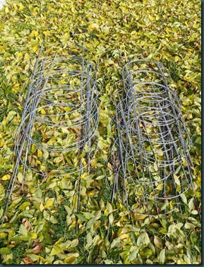 Texas Tomato Cages lying flat after clean up       