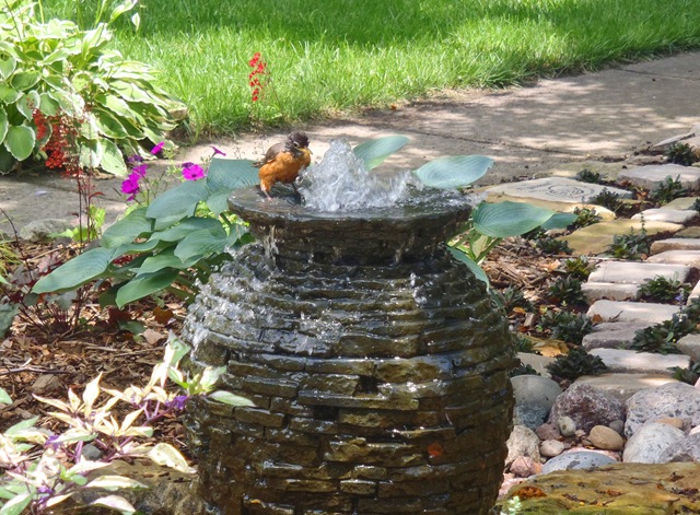 [Robin bathing in fountain[4].jpg]