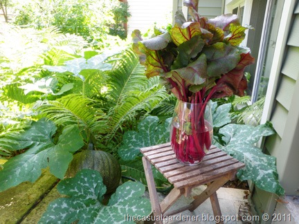[Pumpkin and Beet Leaves[3].jpg]