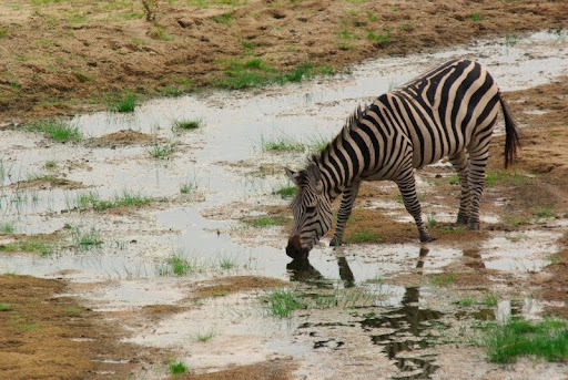 Animali_14.jpg
