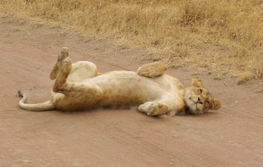 Animali_23.jpg