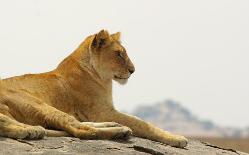 Animali_27.jpg