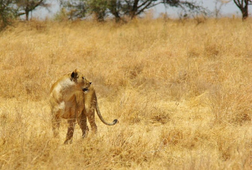 Animali_5.jpg