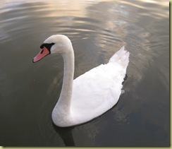 IMG_1113 IMG_1113