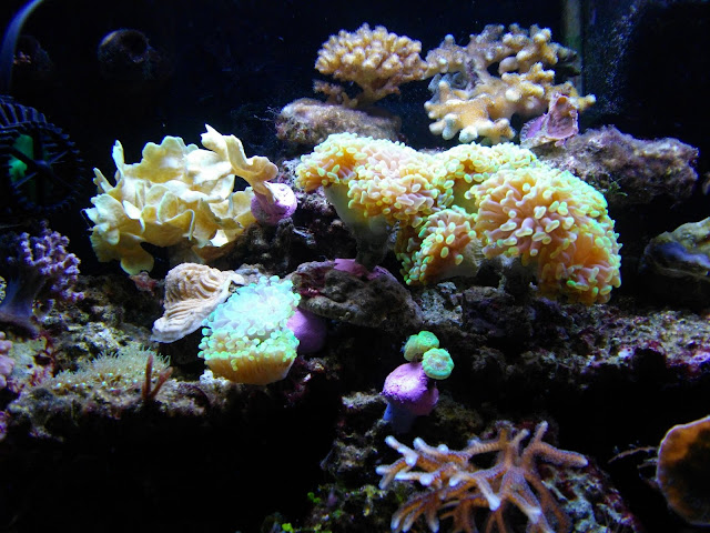 Mon jardin de corail 