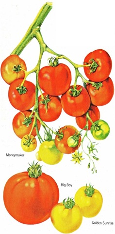 Tomatoes 02