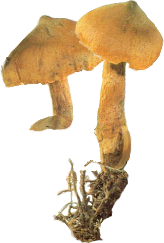 Cortinarius speciosissimus