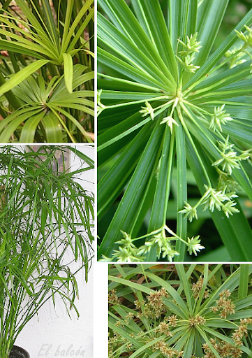 Papiro, Planta paraguas, Juncia de papel, Piragüitas