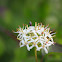 Common Dogwood