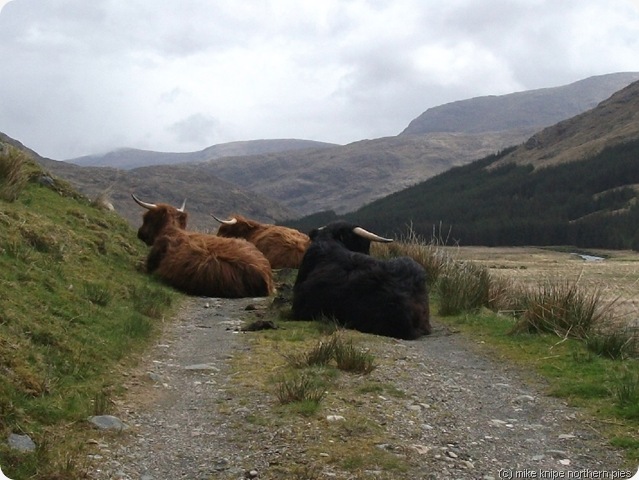 lazy cows