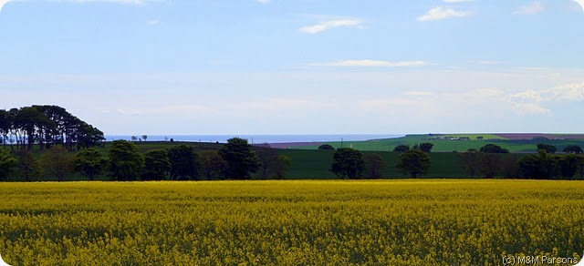 angus landscape